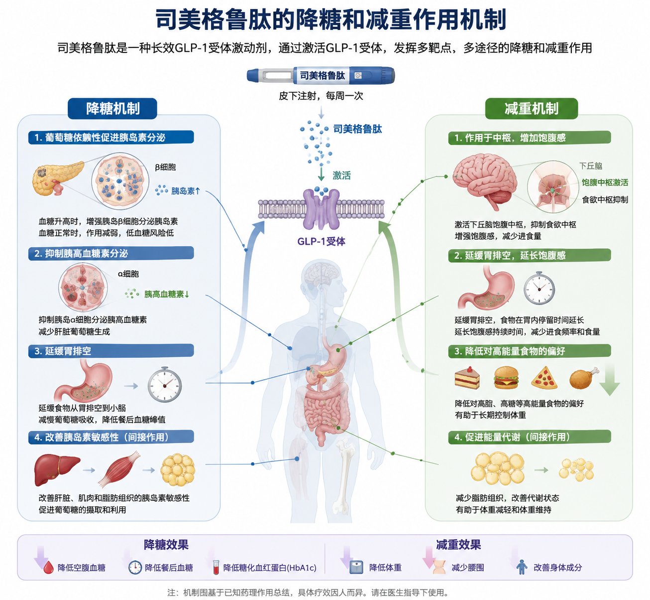 司美格鲁肽降糖和减重作用机制示意